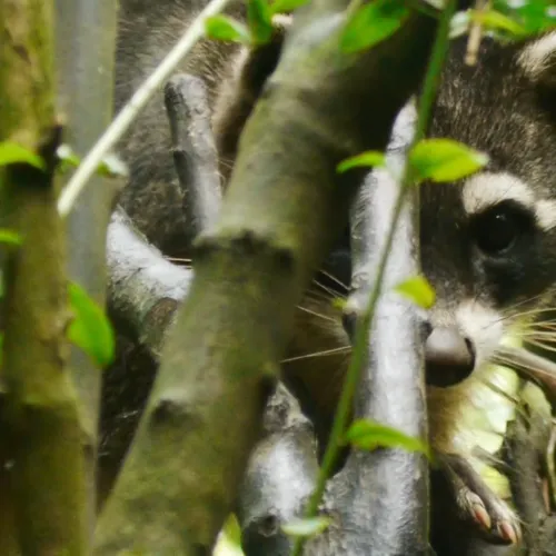 Buscaespecies Latinoamérica